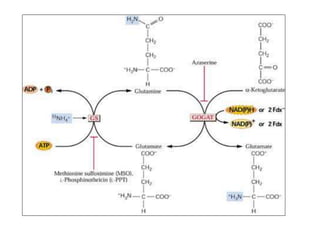 nitrogen cycle and biological nitrogen fixation