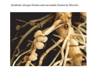 Symbiotic nitrogen fixation and root nodule fixation by Rhizobia
 