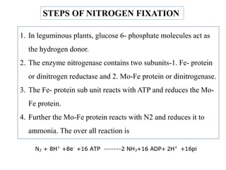 STEPS OF NITROGEN FIXATION
1. In leguminous plants, glucose 6- phosphate molecules act as
the hydrogen donor.
2. The enzyme nitrogenase contains two subunits-1. Fe- protein
or dinitrogen reductase and 2. Mo-Fe protein or dinitrogenase.
3. The Fe- protein sub unit reacts with ATP and reduces the Mo-
Fe protein.
4. Further the Mo-Fe protein reacts with N2 and reduces it to
ammonia. The over all reaction is
 
