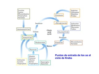 Puntos de entrada de los aa al ciclo de Krebs