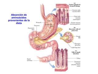 Absorción de aminoácidos provenientes de la dieta
