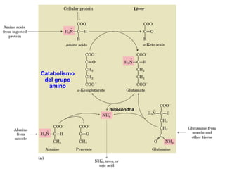 Catabolismo del grupo amino mitocondria