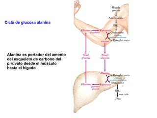 Ciclo de glucosa alanina Alanina es portador del amonio del esqueleto de carbono del piruvato desde el músculo hasta el hígado
