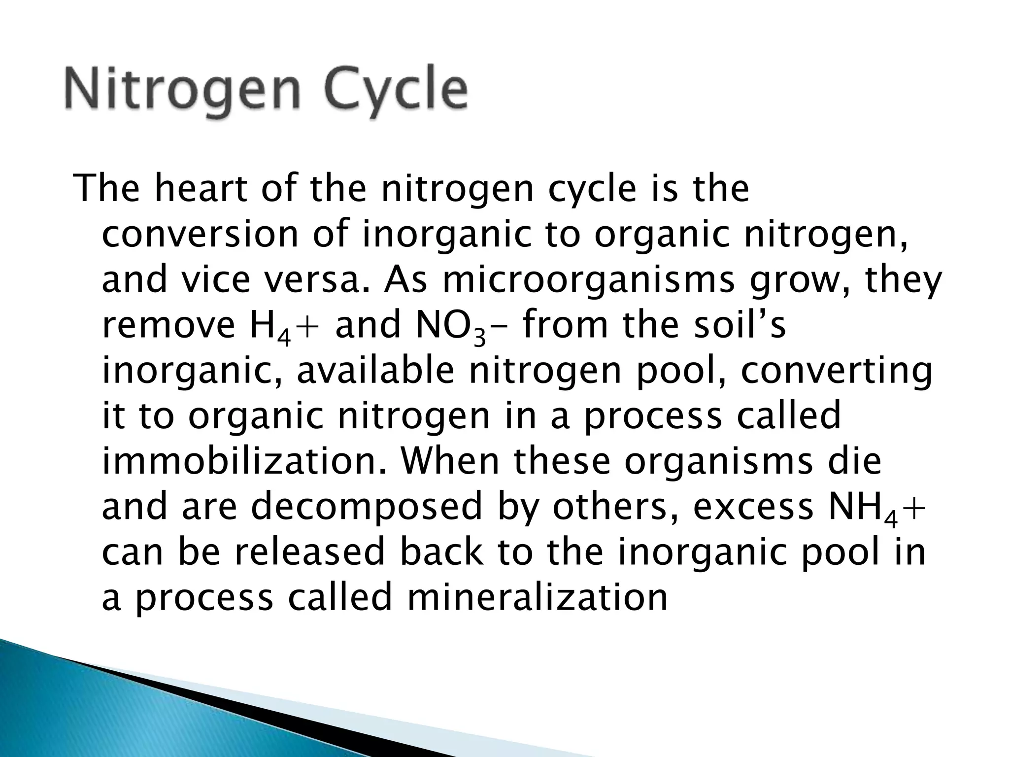 The heart of the nitrogen cycle is the
conversion of inorganic to organic nitrogen,
and vice versa. As microorganisms grow, they
remove H4+ and NO3- from the soil’s
inorganic, available nitrogen pool, converting
it to organic nitrogen in a process called
immobilization. When these organisms die
and are decomposed by others, excess NH4+
can be released back to the inorganic pool in
a process called mineralization
 