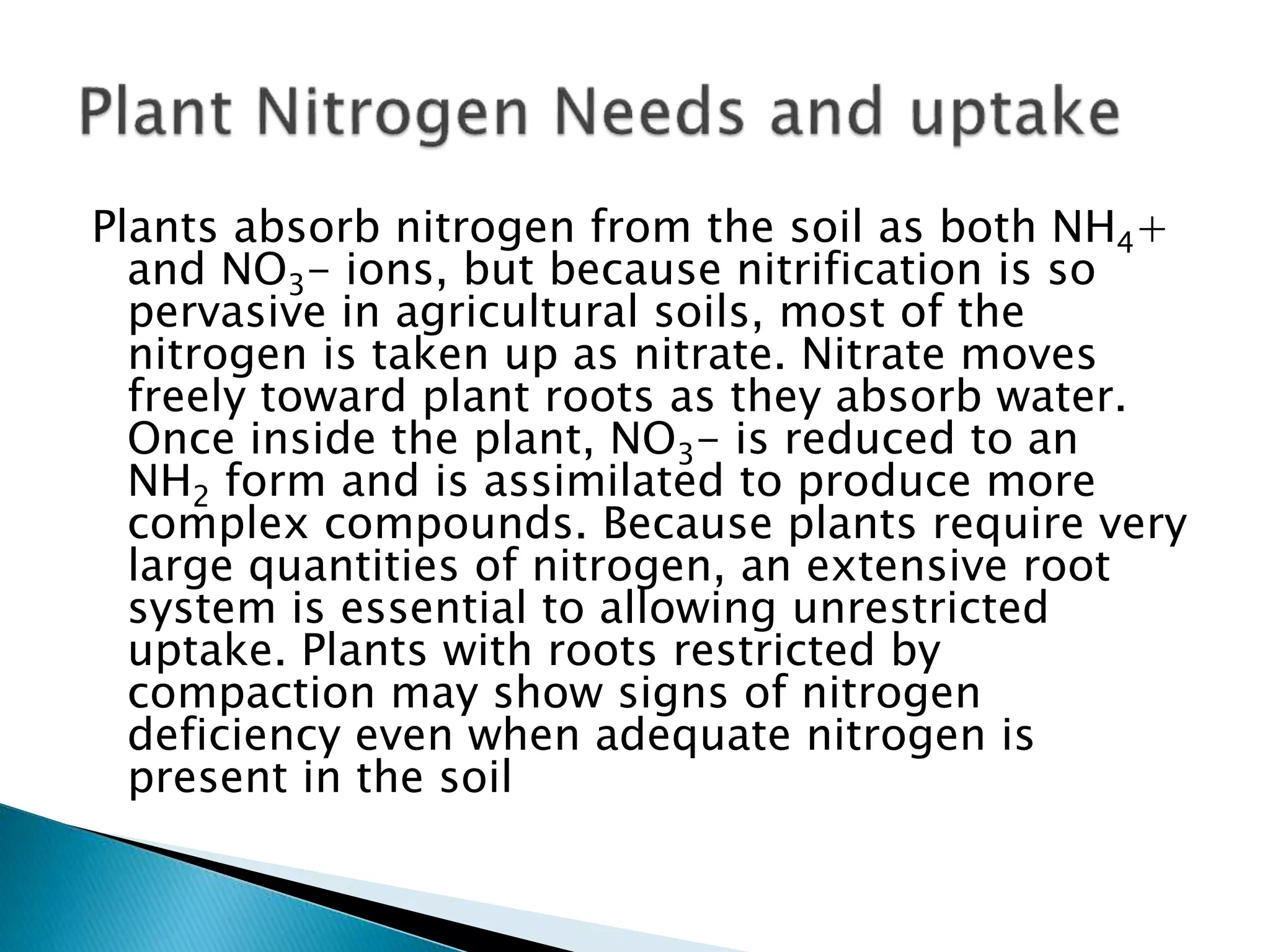 Plants absorb nitrogen from the soil as both NH4+
and NO3- ions, but because nitrification is so
pervasive in agricultural soils, most of the
nitrogen is taken up as nitrate. Nitrate moves
freely toward plant roots as they absorb water.
Once inside the plant, NO3- is reduced to an
NH2 form and is assimilated to produce more
complex compounds. Because plants require very
large quantities of nitrogen, an extensive root
system is essential to allowing unrestricted
uptake. Plants with roots restricted by
compaction may show signs of nitrogen
deficiency even when adequate nitrogen is
present in the soil
 