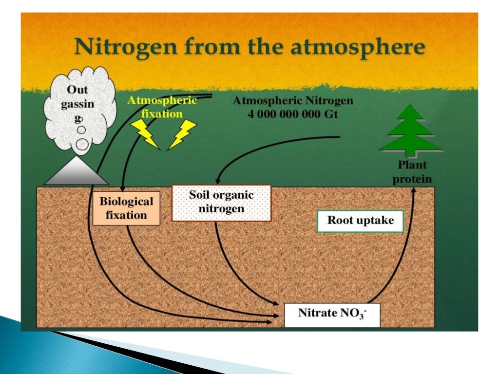 Nitrogen and its role in Plant Nutrition Lecture by Allah