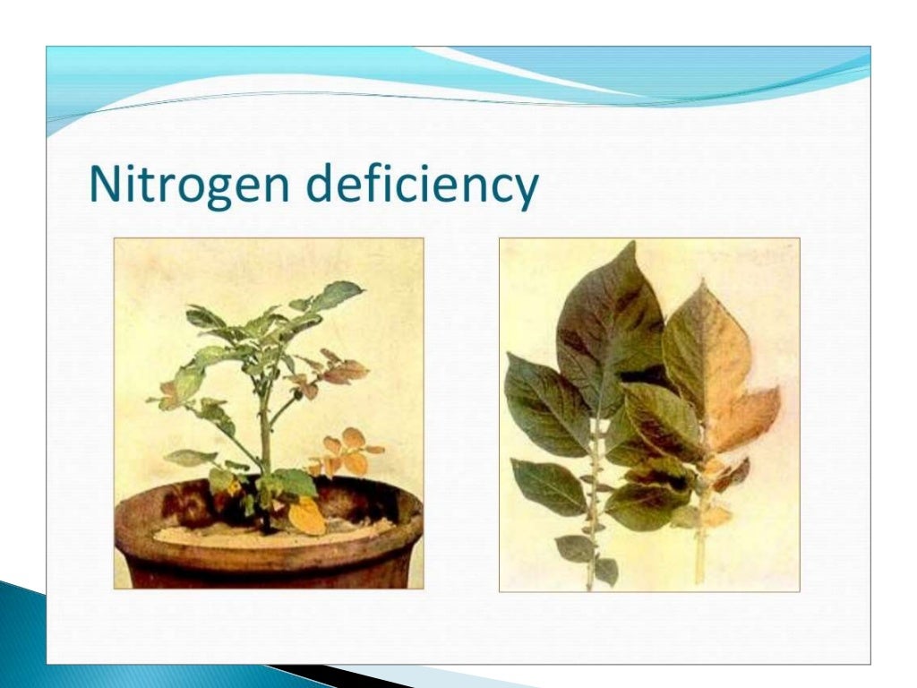 Nitrogen and its role in Plant Nutrition Lecture by Allah