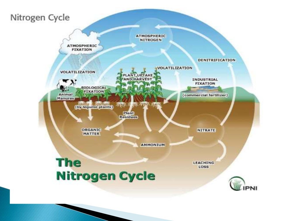 Nitrogen and its role in Plant Nutrition Lecture by Allah
