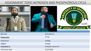 ASSIGNMENT TOPIC:NITROGEN AND PHOSPHOROUS CYCLE
Name Hafiz M Waseem
ROLL NO. Mcf-1901171
Semester 2nd (E)
Department Zoology
Subject Ecology
Submitted to Dr.Nazish mazhar Ali
Submission date 31-04-2020
 