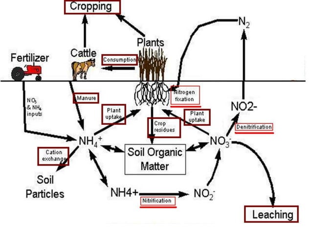 Nitrogen and sulfur cycles | PPT | Science