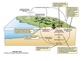 Nitrogen and sulfur cycles | PPT