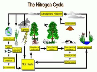 Nitrogen and sulfur cycles | PPT
