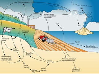 Nitrogen and sulfur cycles | PPT