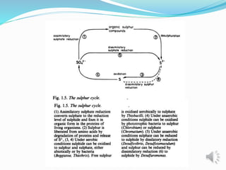 Nitrogen and sulfur cycles | PPT