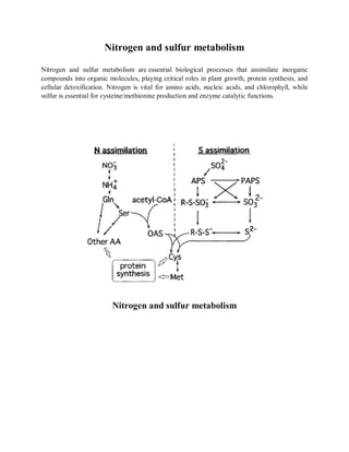 Comprehensive Overview of Nitrogen and Sulfur Metabolism in Biological ...