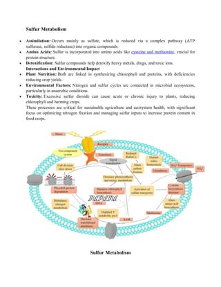 Comprehensive Overview of Nitrogen and Sulfur Metabolism in Biological ...