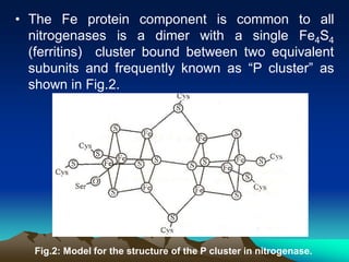 Nitrogenase functioning in biological system | PDF