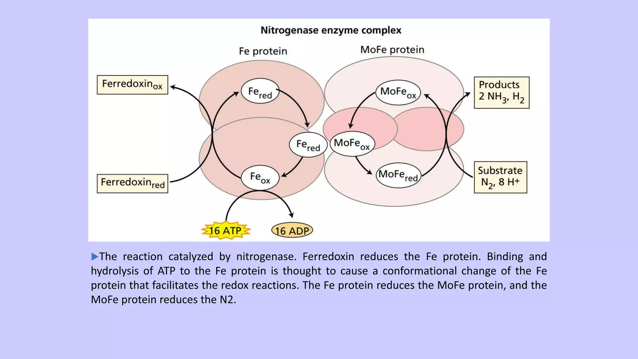 Nitrogen assimilation in plants | PPTX