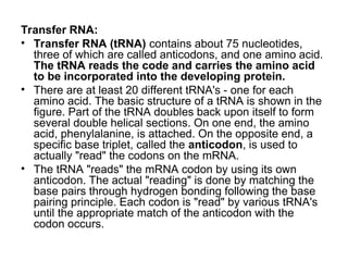 Transfer RNA:
• Transfer RNA (tRNA) contains about 75 nucleotides,
three of which are called anticodons, and one amino acid.
The tRNA reads the code and carries the amino acid
to be incorporated into the developing protein.
• There are at least 20 different tRNA's - one for each
amino acid. The basic structure of a tRNA is shown in the
figure. Part of the tRNA doubles back upon itself to form
several double helical sections. On one end, the amino
acid, phenylalanine, is attached. On the opposite end, a
specific base triplet, called the anticodon, is used to
actually "read" the codons on the mRNA.
• The tRNA "reads" the mRNA codon by using its own
anticodon. The actual "reading" is done by matching the
base pairs through hydrogen bonding following the base
pairing principle. Each codon is "read" by various tRNA's
until the appropriate match of the anticodon with the
codon occurs.
 