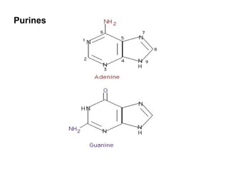 Purines
 