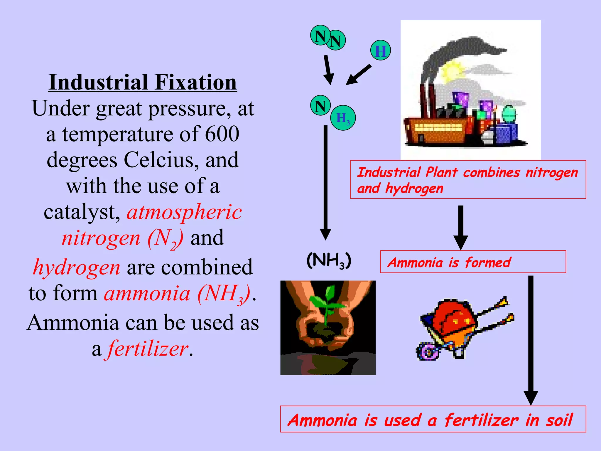 Industrial Fixation Under great pressure, at a temperature of 600 degrees Celcius, and with the use of a catalyst,  atmospheric   nitrogen (N 2 )  and  hydrogen  are combined to form  ammonia (NH 3 ) . Ammonia can be used as a  fertilizer .   Industrial Plant combines nitrogen and hydrogen Ammonia is formed Ammonia is used a   fertilizer in soil (NH 3 ) N N H N H 3 
