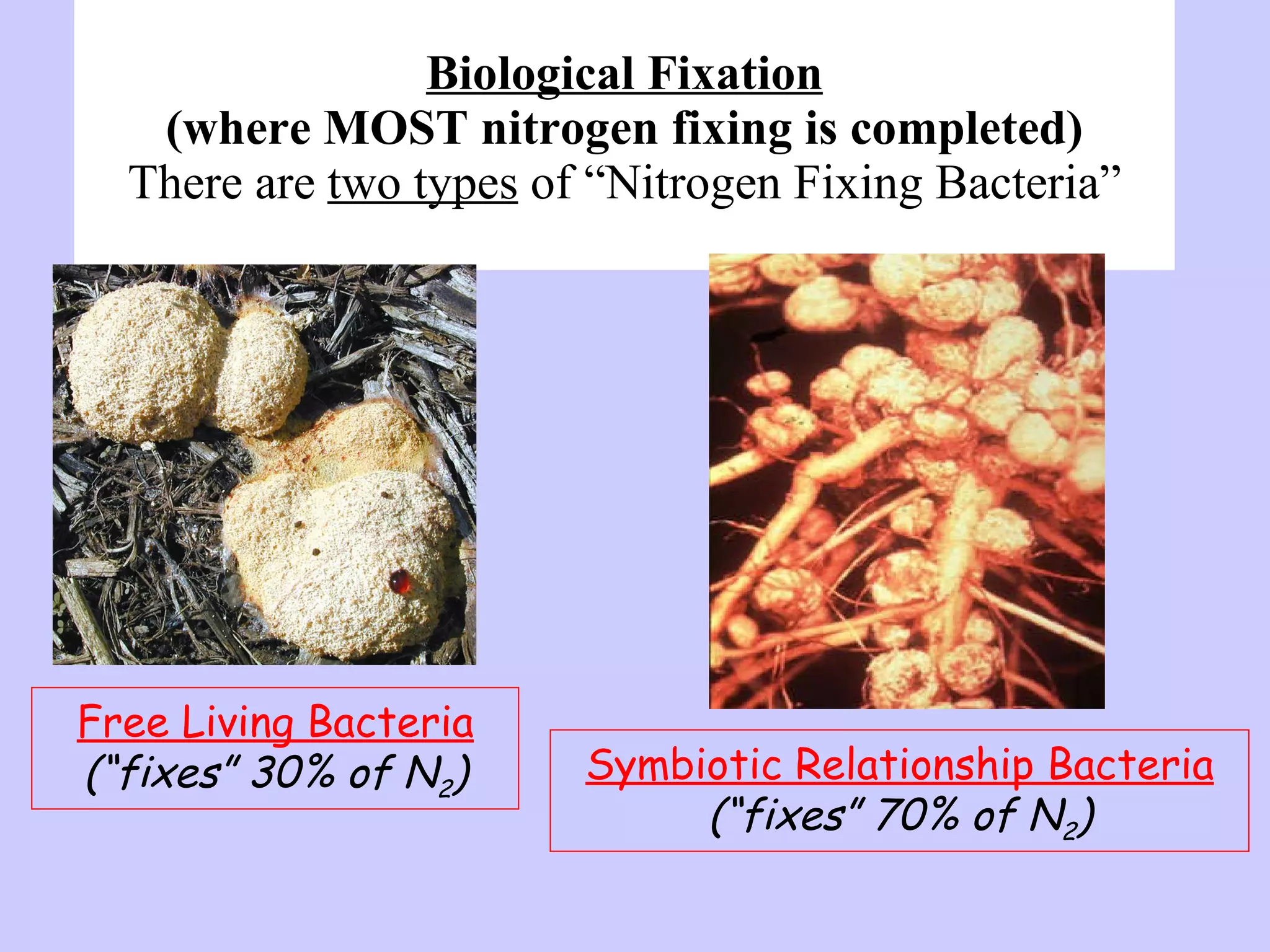 Biological Fixation (where MOST nitrogen fixing is completed) There are  two types  of “ Nitrogen Fixing Bacteria” Free Living Bacteria (“fixes”   30% of N 2 ) Symbiotic Relationship Bacteria (“fixes”   70% of N 2 ) 