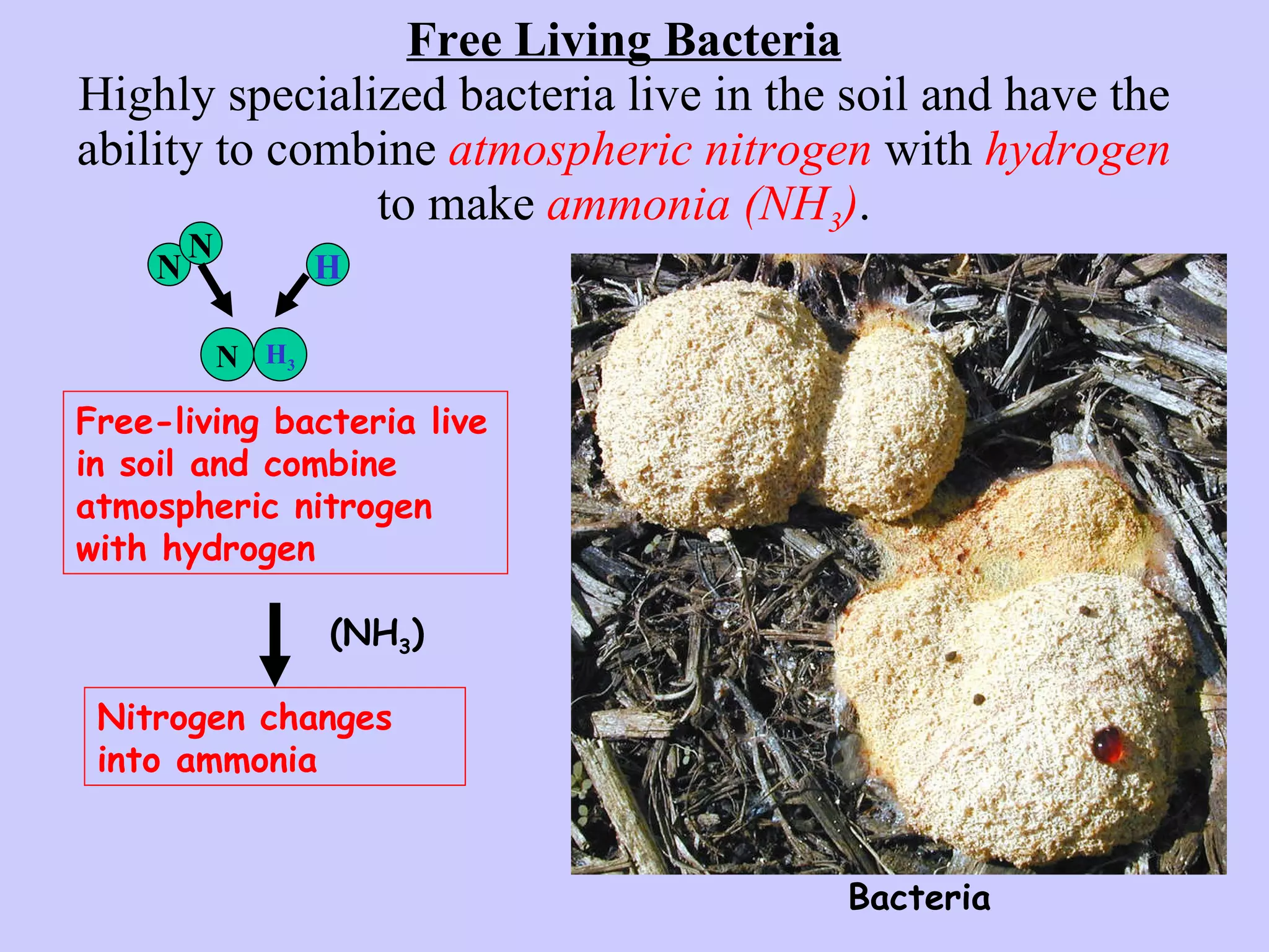 Free Living Bacteria Highly specialized bacteria live in the soil and have the ability to combine  atmospheric nitrogen  with  hydrogen  to make   ammonia (NH 3 ) . Free-living bacteria live in soil and combine atmospheric nitrogen with hydrogen Nitrogen changes into ammonia N N H N H 3 (NH 3 ) Bacteria 