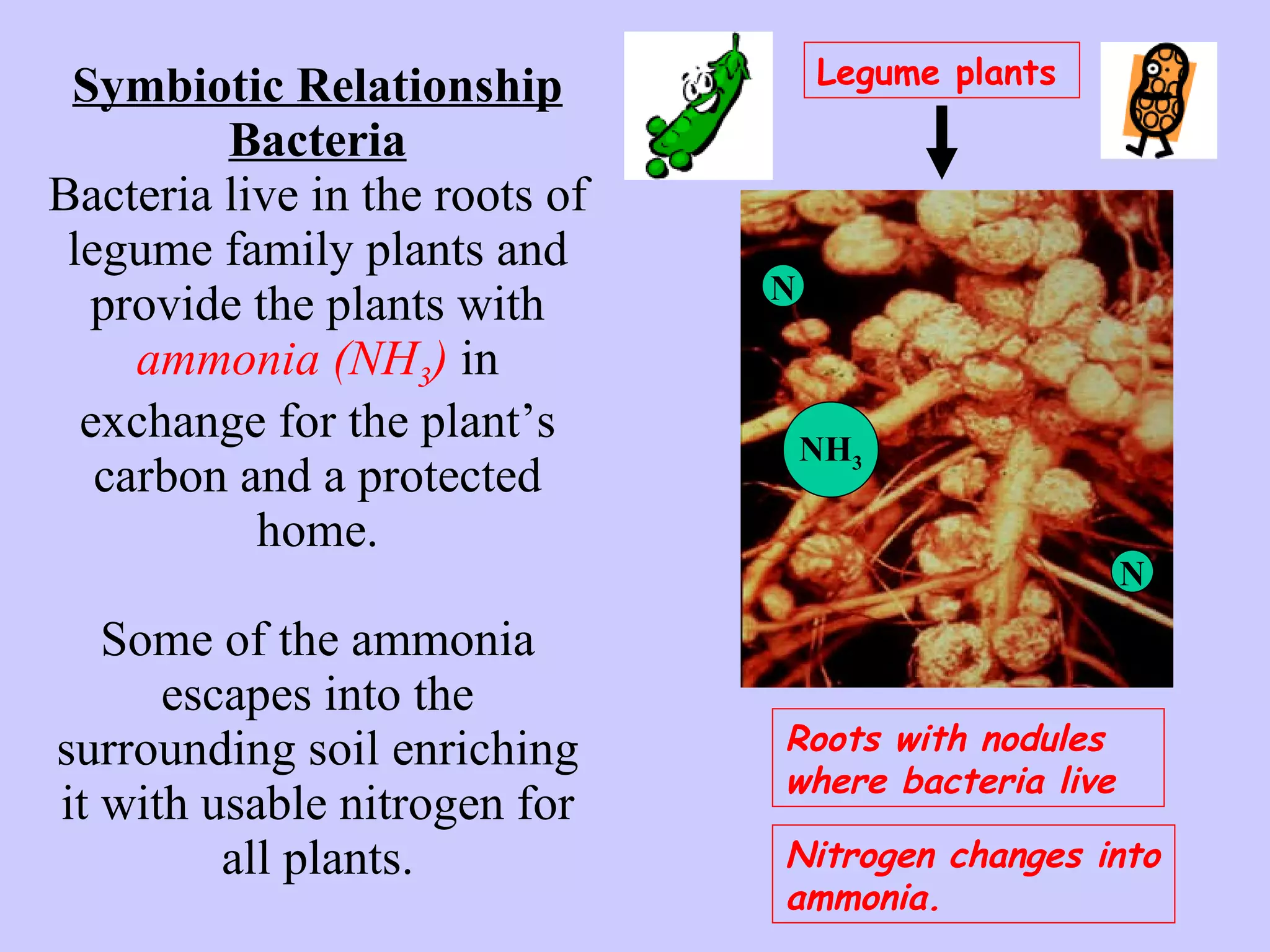 Symbiotic Relationship Bacteria Bacteria live in the roots of legume family plants and provide the plants with  ammonia (NH 3 )  in exchange for the plant’s carbon and a protected home. Some of the ammonia escapes into the surrounding soil enriching it with usable nitrogen for all plants. Legume plants Roots with nodules where bacteria live Nitrogen changes into ammonia. NH 3 N N 