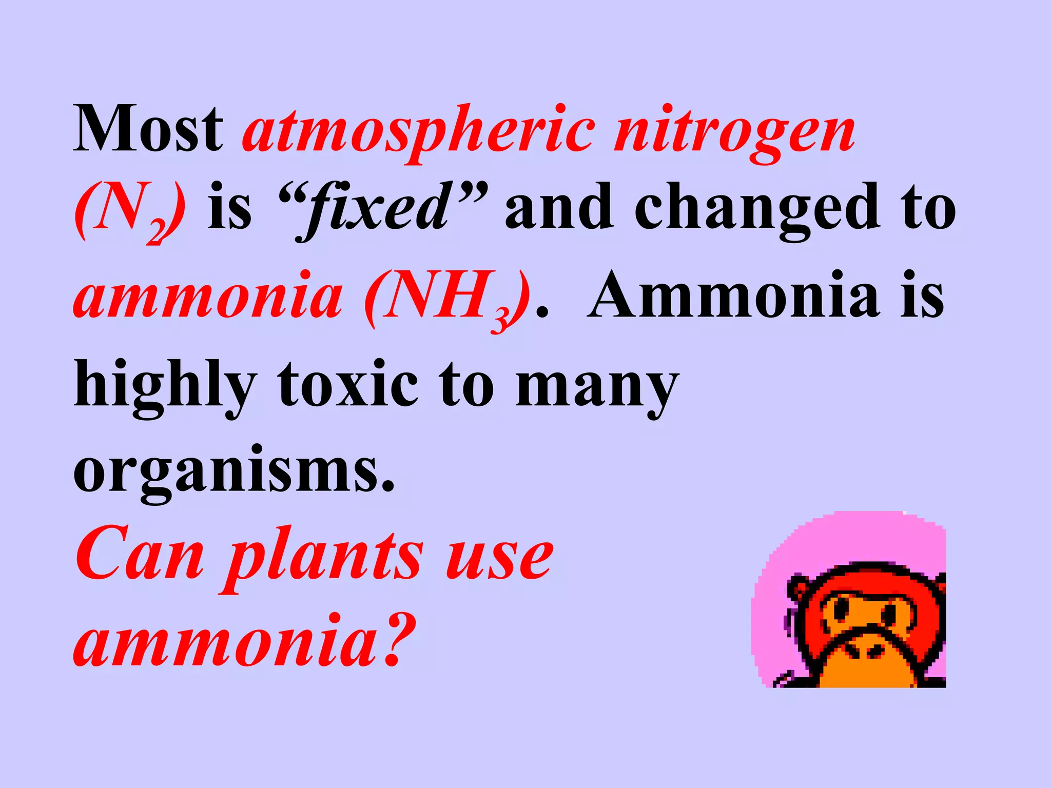 Most  atmospheric nitrogen (N 2 )  is  “fixed”  and changed to  ammonia (NH 3 ) .  Ammonia is highly toxic to many  organisms.   Can plants use  ammonia? 