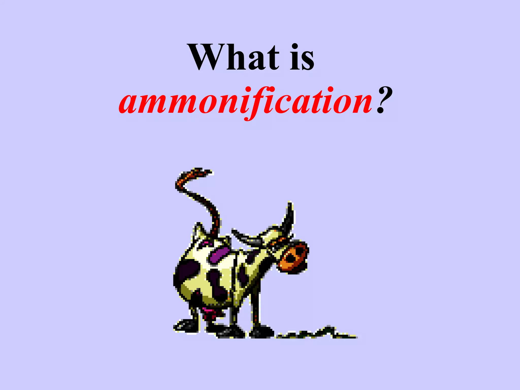 What is  ammonification ? 