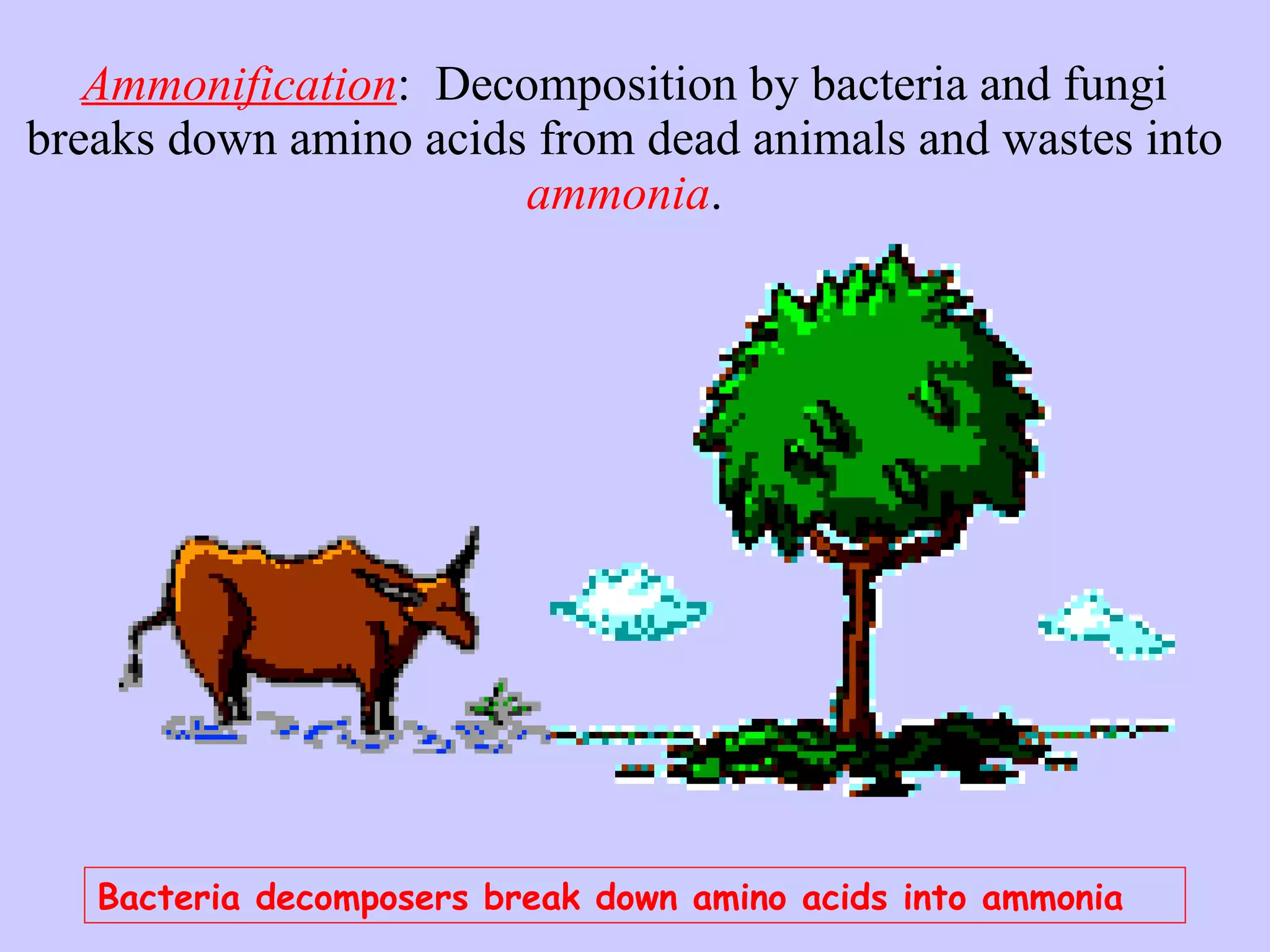 Ammonification :  Decomposition by bacteria and fungi breaks down amino acids from dead animals and wastes into  ammonia . Bacteria decomposers break down amino acids into ammonia 