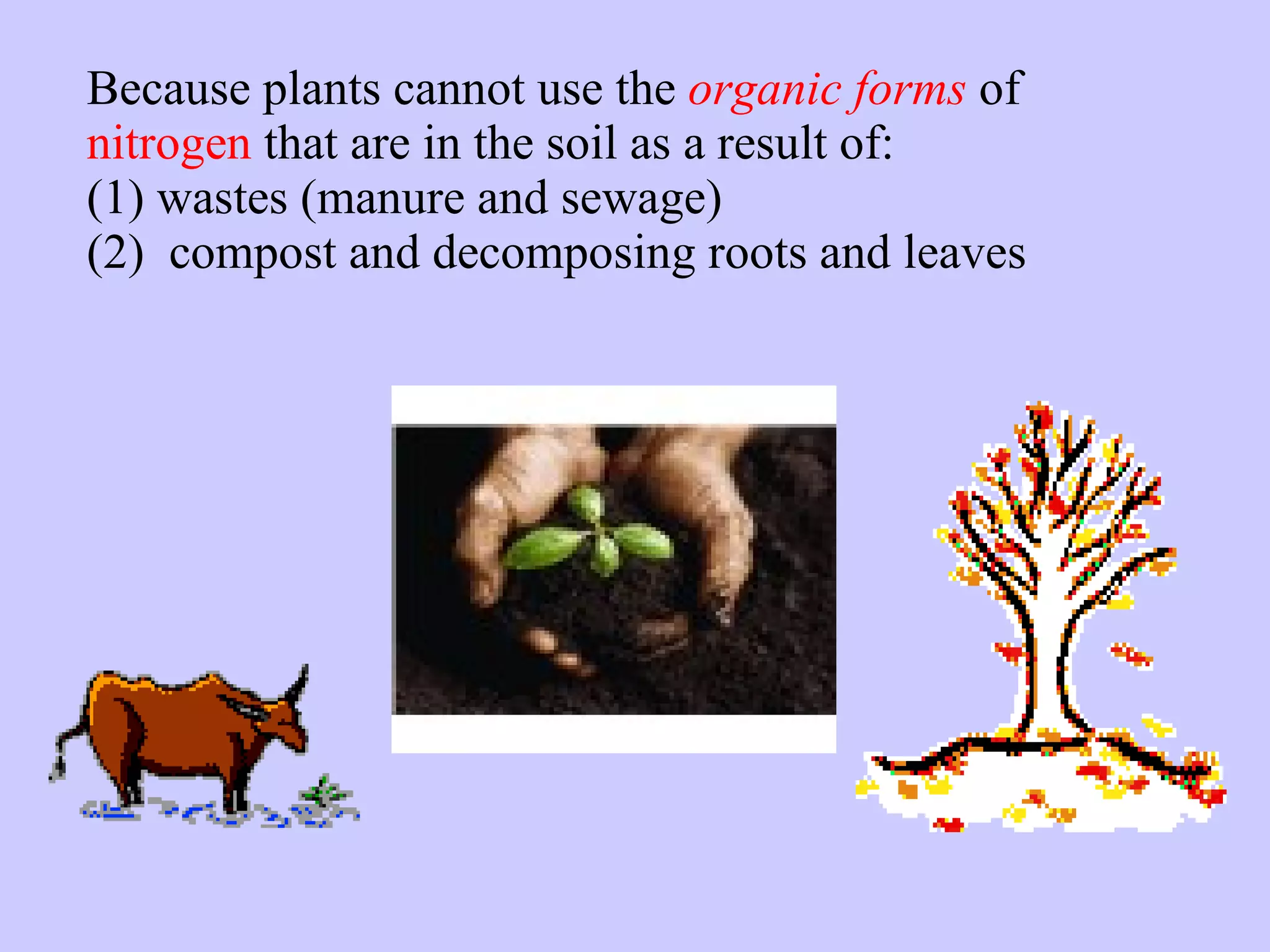 Because plants cannot use the  organic forms  of  nitrogen  that are in the soil as a result of: (1) wastes (manure and sewage) (2)  compost and decomposing roots and leaves 