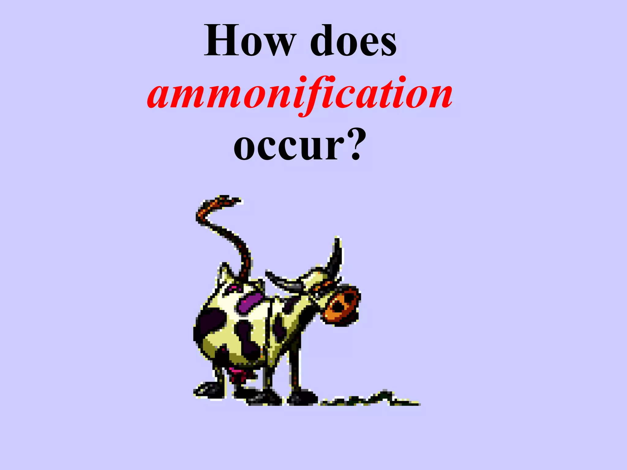 How does  ammonification  occur? 
