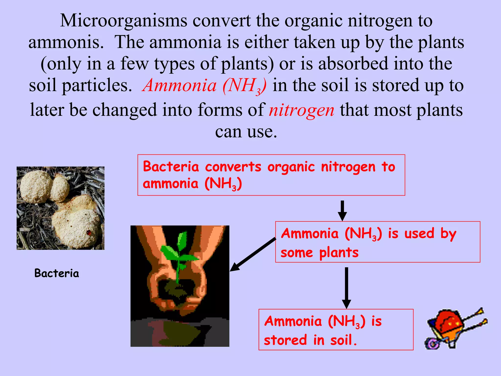 Microorganisms convert the organic nitrogen to ammonis.  The ammonia is either taken up by the plants (only in a few types of plants) or is absorbed into the soil particles.  Ammonia (NH 3 )  in the soil is stored up to later be changed into forms of  nitrogen  that most plants can use. Ammonia (NH 3 ) is stored in soil. Bacteria converts organic nitrogen to ammonia (NH 3 ) Ammonia (NH 3 ) is used by some plants Bacteria 