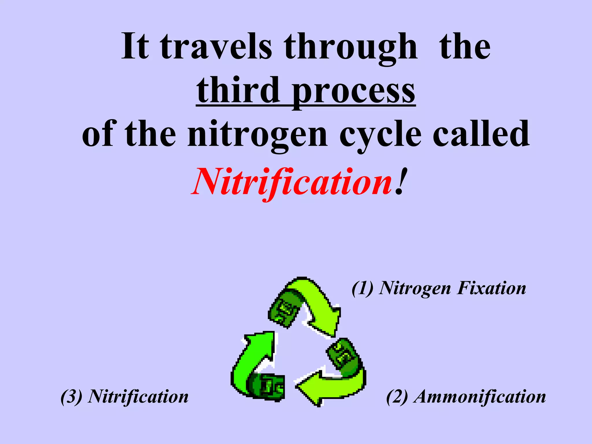 It travels through  the third process of the nitrogen cycle called   Nitrification !   (1) Nitrogen Fixation (2) Ammonification (3) Nitrification 