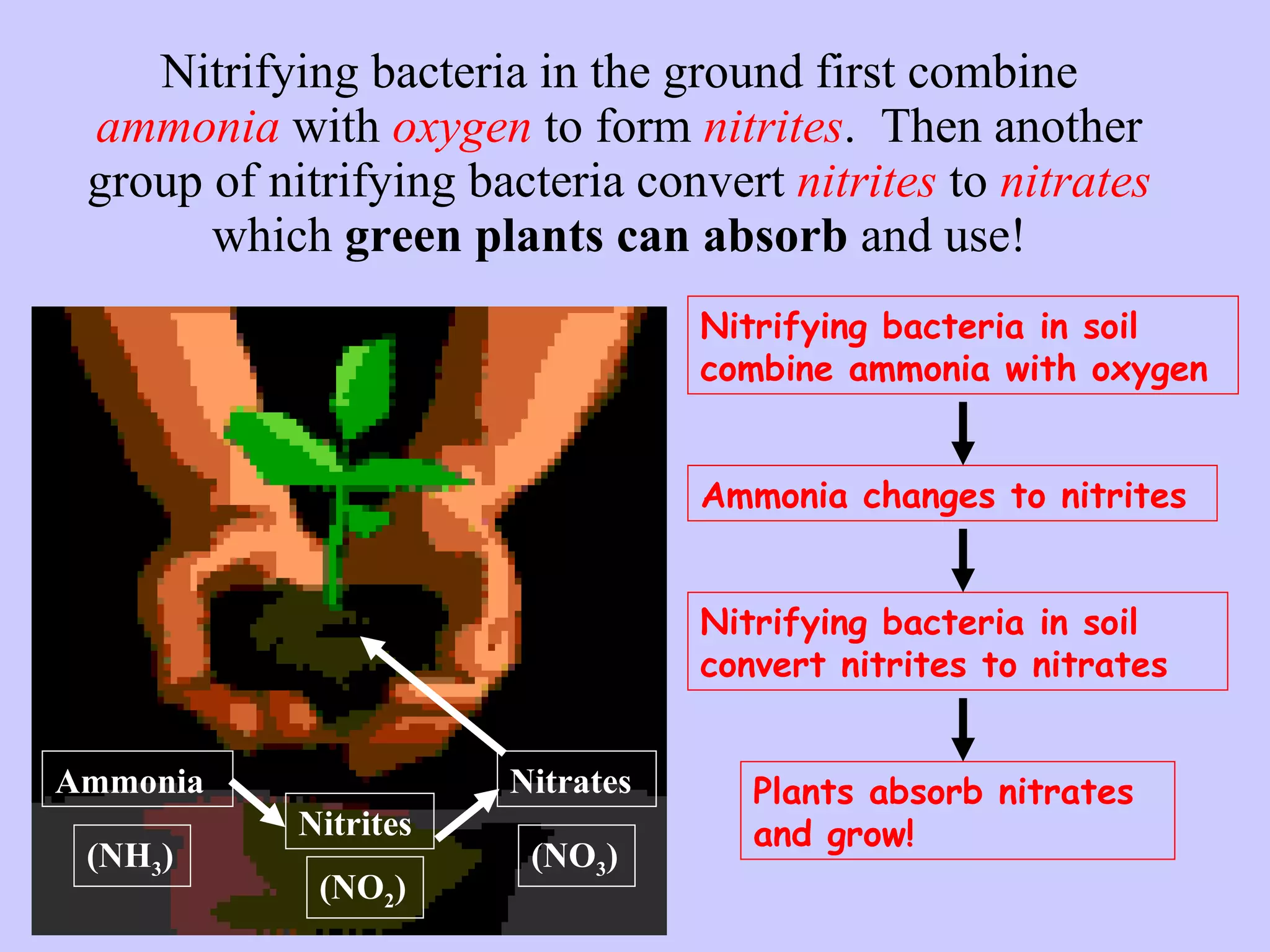 Nitrifying bacteria in the ground first combine  ammonia  with  oxygen  to form  nitrites .  Then another group of nitrifying bacteria convert  nitrites  to  nitrates  which  green plants can absorb  and use! Nitrifying bacteria in soil combine ammonia with oxygen Ammonia changes to nitrites Nitrifying bacteria in soil convert nitrites to nitrates Plants absorb nitrates and grow! Ammonia Nitrites Nitrates (NH 3 ) (NO 3 ) (NO 2 ) 