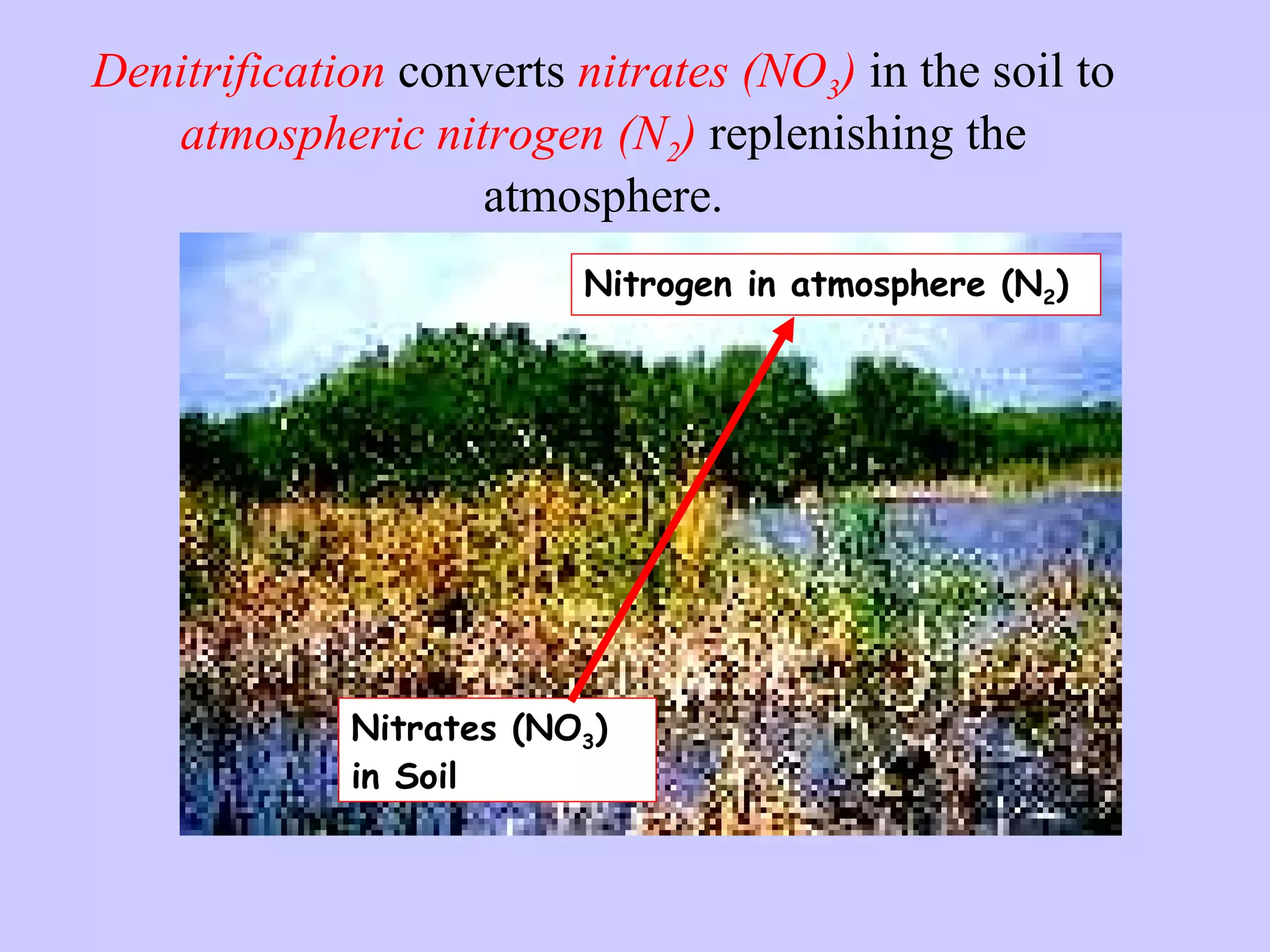 Denitrification   converts  nitrates (NO 3 )  in the soil to  atmospheric nitrogen (N 2 )  replenishing the atmosphere. Nitrates (NO 3 ) in Soil Nitrogen in atmosphere (N 2 ) 