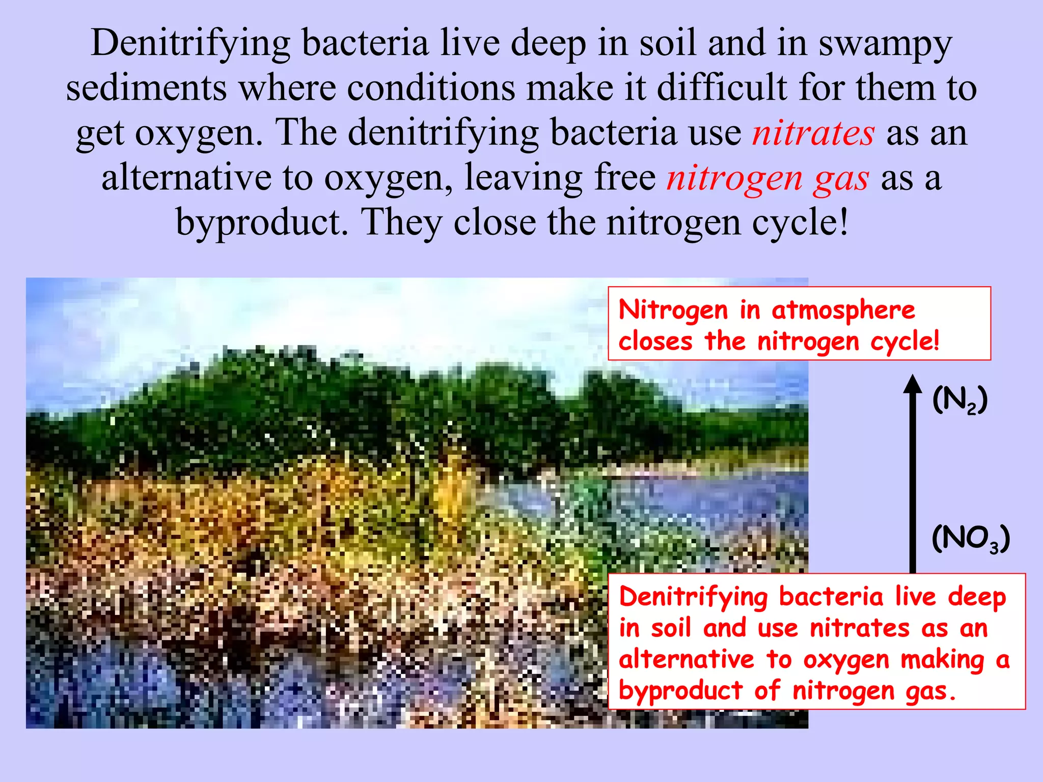 Denitrifying bacteria live deep in soil and in swampy sediments where conditions make it difficult for them to get oxygen. The denitrifying bacteria use  nitrates  as an alternative to oxygen, leaving free  nitrogen gas  as a byproduct. They close the nitrogen cycle!   Denitrifying bacteria live deep in soil and use nitrates as an alternative to oxygen making a byproduct of nitrogen gas. Nitrogen in atmosphere closes the nitrogen cycle! (NO 3 ) (N 2 ) 