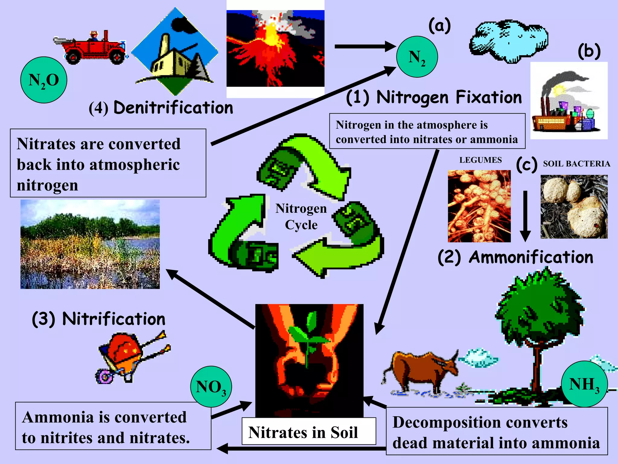 (1) Nitrogen Fixation (3) Nitrification (2) Ammonification (4)  Denitrification Nitrogen Cycle Nitrates in Soil Ammonia is converted to nitrites and nitrates. Decomposition converts dead material into ammonia (a) (b) (c) N 2 NH 3 NO 3 N 2 O Nitrates are converted back into atmospheric nitrogen Nitrogen in the atmosphere is converted into nitrates or ammonia LEGUMES SOIL BACTERIA 