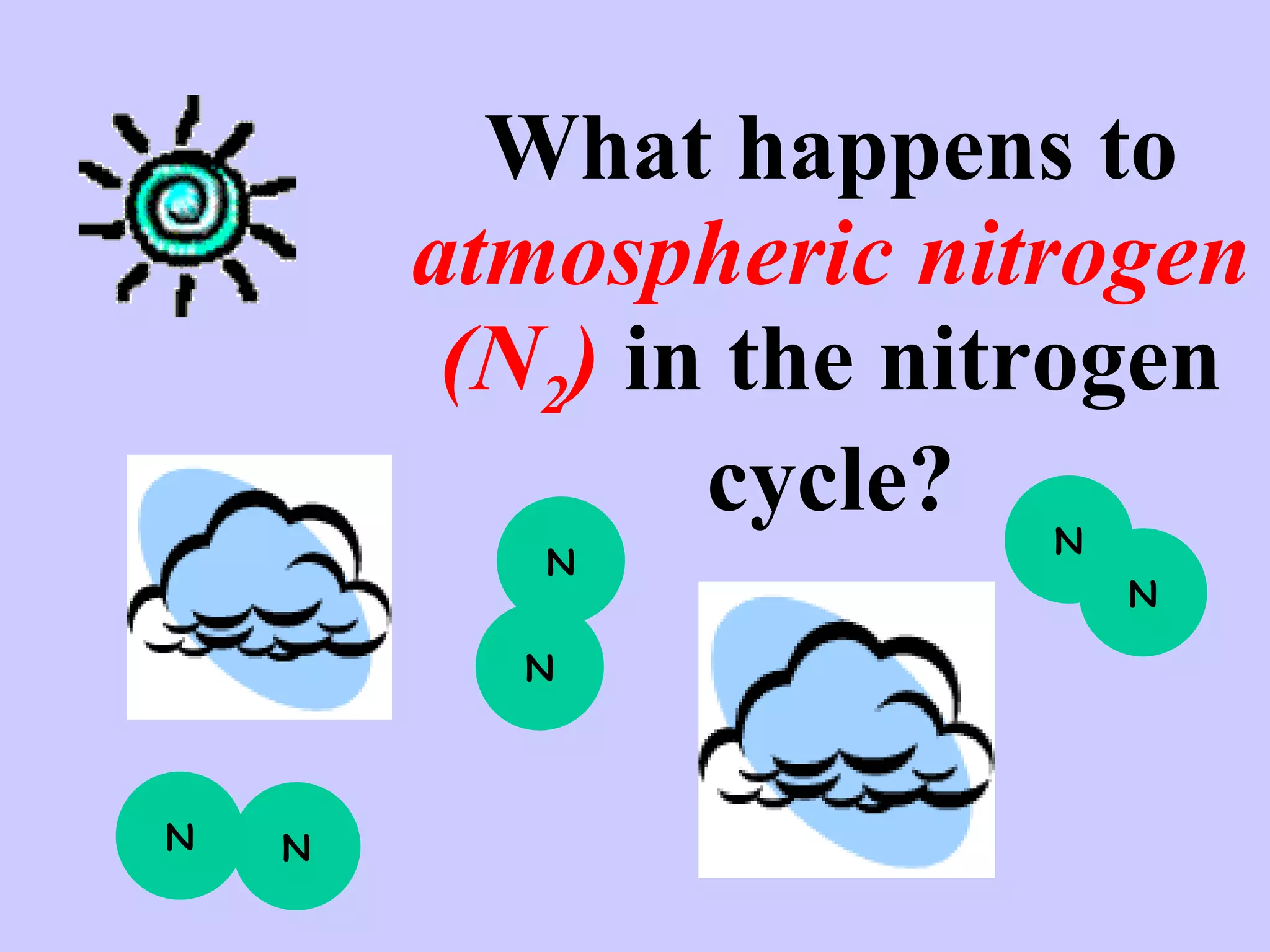 What happens to  atmospheric nitrogen (N 2 )  in the nitrogen cycle? N N N N N N 