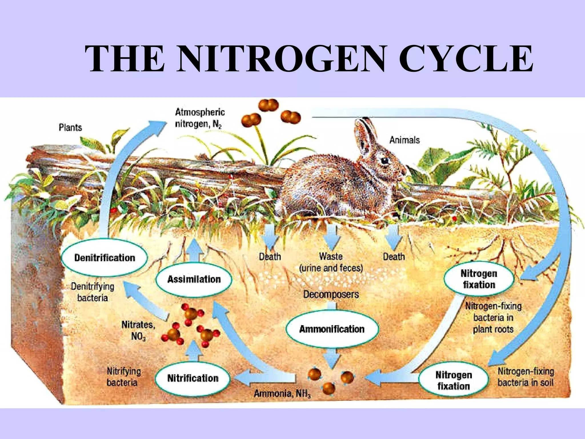 THE NITROGEN CYCLE 