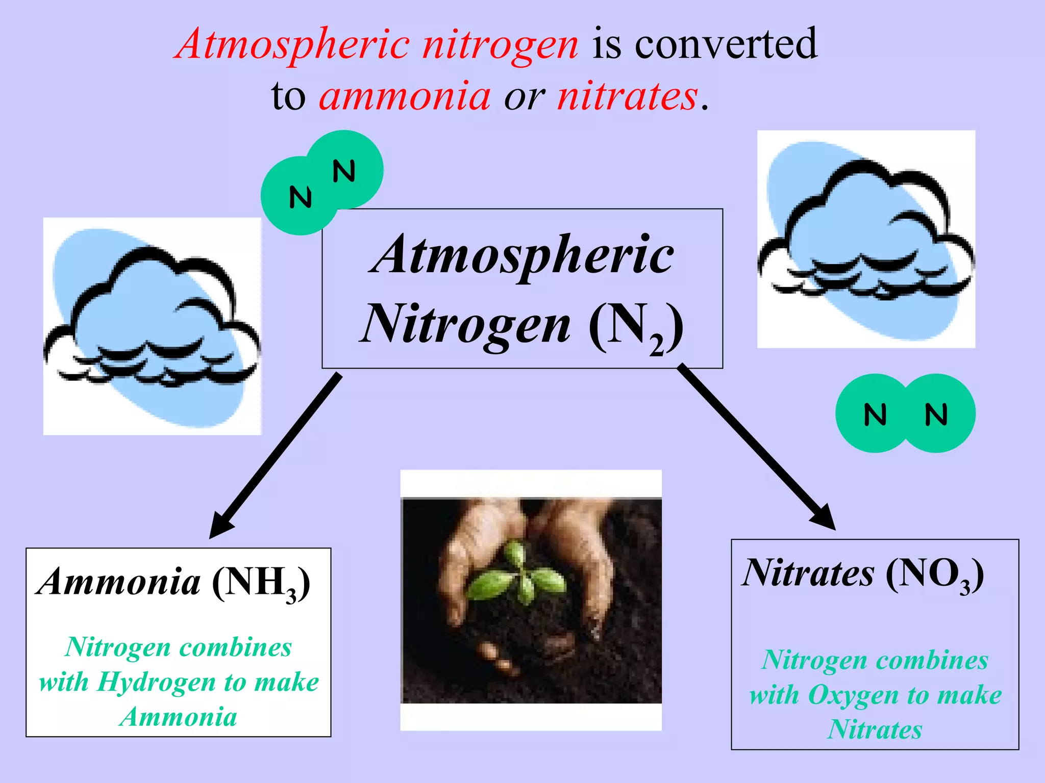 Atmospheric nitrogen  is converted to  ammonia  or  nitrates .  Ammonia  (NH 3 ) Nitrogen combines with Hydrogen to make Ammonia Nitrates  (NO 3 ) Nitrogen combines with Oxygen to make Nitrates Atmospheric Nitrogen  (N 2 ) N N N N 