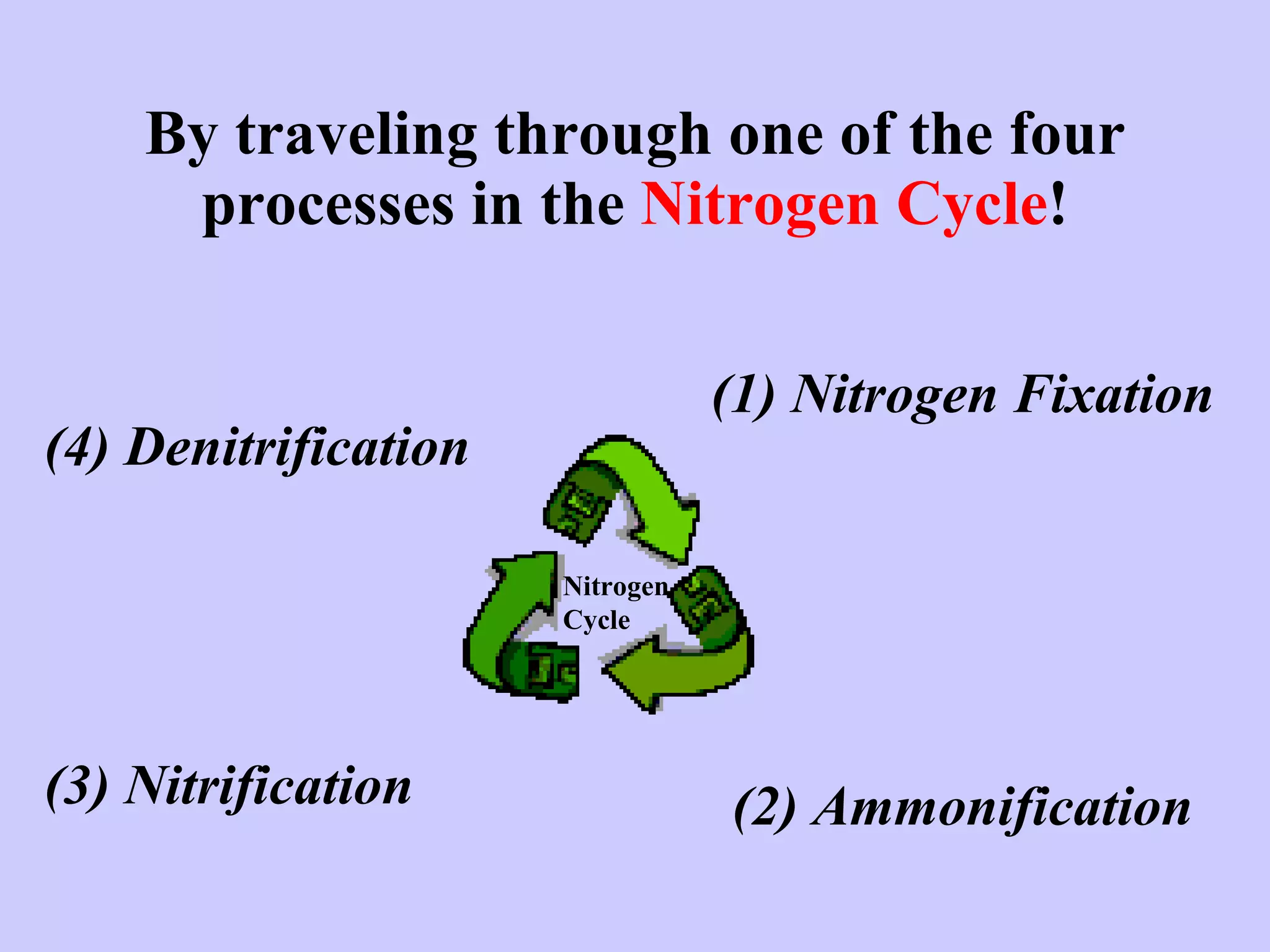 By traveling through one of the four processes in the  Nitrogen Cycle ! (1) Nitrogen Fixation (3) Nitrification (2) Ammonification (4) Denitrification Nitrogen Cycle 