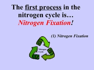 The  first process  in the nitrogen cycle is… Nitrogen Fixation ! (1) Nitrogen Fixation Nitrogen Cycle 