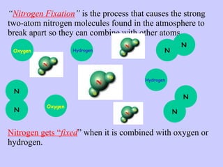 “ Nitrogen Fixation ”  is the process that causes the strong two-atom nitrogen molecules found in the atmosphere to break apart so they can combine with other atoms.       Nitrogen gets “ fixed ” when it is combined with oxygen or hydrogen. N N N N N Oxygen Hydrogen Oxygen Hydrogen N 