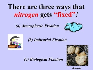 There are three ways that  nitrogen  gets  “fixed” ! (a) Atmospheric Fixation (b) Industrial Fixation (c) Biological Fixation Bacteria  
