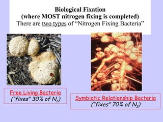 Biological Fixation (where MOST nitrogen fixing is completed) There are  two types  of “ Nitrogen Fixing Bacteria” Free Living Bacteria (“fixes”   30% of N 2 ) Symbiotic Relationship Bacteria (“fixes”   70% of N 2 ) 