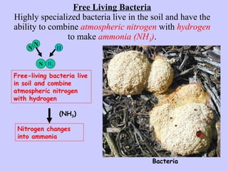Free Living Bacteria Highly specialized bacteria live in the soil and have the ability to combine  atmospheric nitrogen  with  hydrogen  to make   ammonia (NH 3 ) . Free-living bacteria live in soil and combine atmospheric nitrogen with hydrogen Nitrogen changes into ammonia N N H N H 3 (NH 3 ) Bacteria 