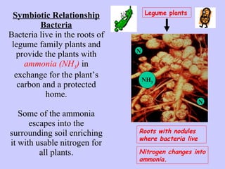 Symbiotic Relationship Bacteria Bacteria live in the roots of legume family plants and provide the plants with  ammonia (NH 3 )  in exchange for the plant’s carbon and a protected home. Some of the ammonia escapes into the surrounding soil enriching it with usable nitrogen for all plants. Legume plants Roots with nodules where bacteria live Nitrogen changes into ammonia. NH 3 N N 