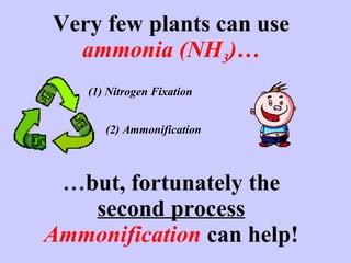 Very few plants can use  ammonia (NH 3 )…  … but, fortunately the  second process Ammonification   can help! (1) Nitrogen Fixation (2) Ammonification 